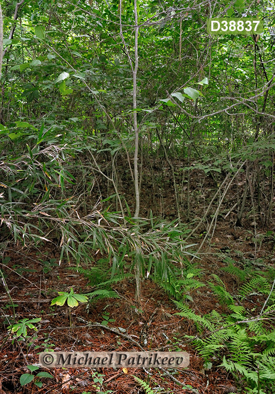 Southeastern Mixed Forests 